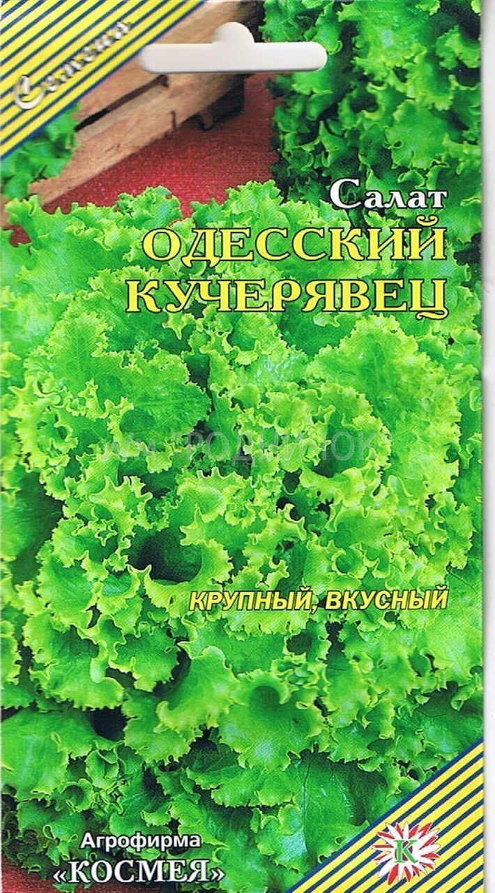 Салат одесский кучерявец схема посадки